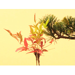 Buy Bonsai from Japan