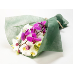 Sending Someone Orchids Japan – Phalaenopsis Bouquet