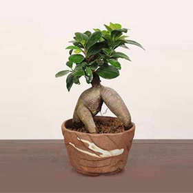 Gajyumaru Banyan Bonsai Japan