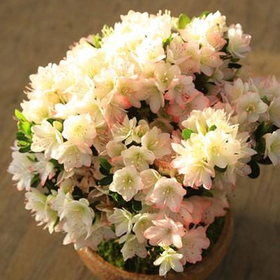 Japan Bonsai Tree for Sale