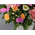 funeral-flower-japan-chrysanthemums