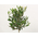 japanese bonsai plant