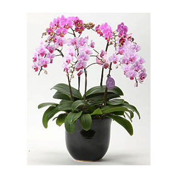 Japan Orchid