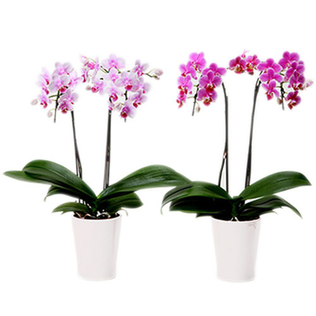 RinRin & RanRan Orchids – Indoor Plants in Japan