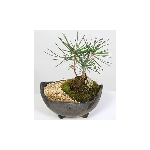 Pine Cone - Japanese Bonsai