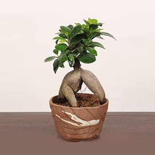 Gajyumaru Banyan Bonsai Japan