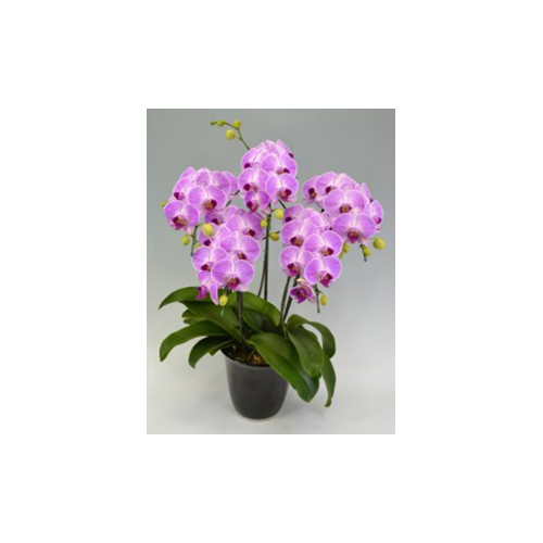 Candy Sorella Orchids Potted Plants Japan
