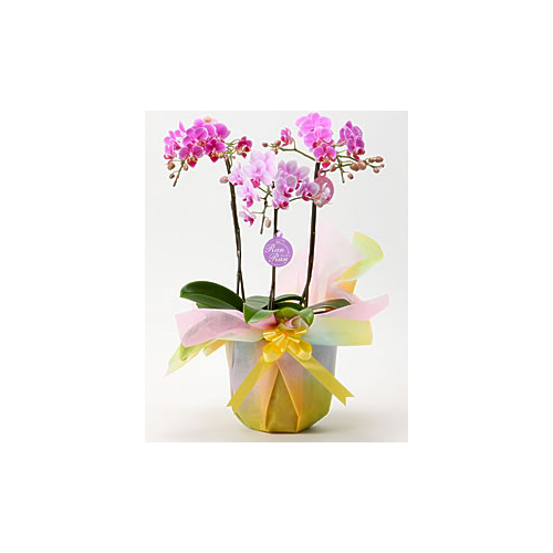 Middy Phalaenopsis Orchid Japan