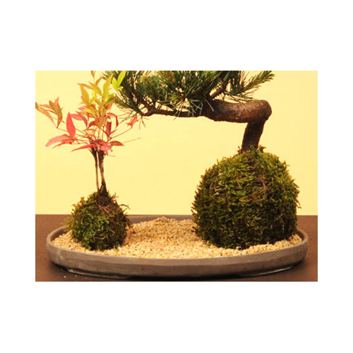 Buy Bonsai from Japan