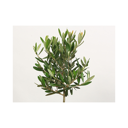 japanese bonsai plant