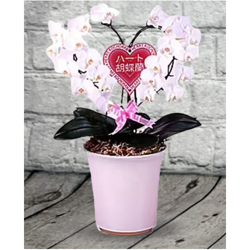 Heart Phalaenopsis Orchid - Online Plant Shop Japan