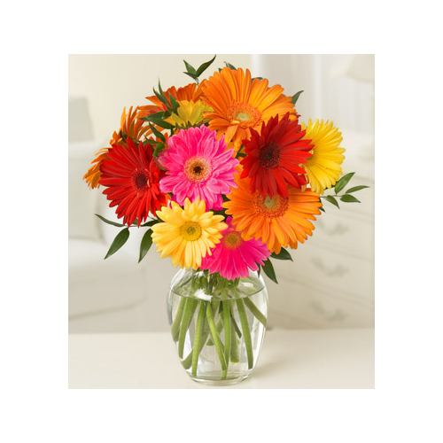 10 Mix Daisies & Gerberas Japan