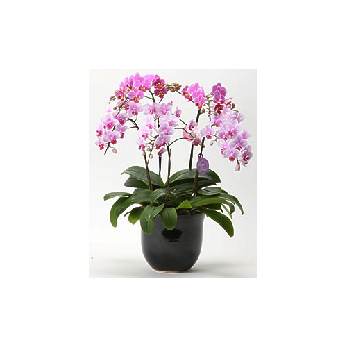 Japan Orchid