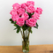 pink rose in japanese